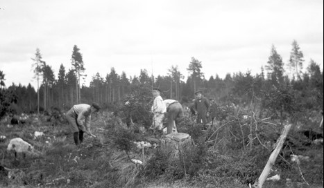 Barnen arbetar i skogen