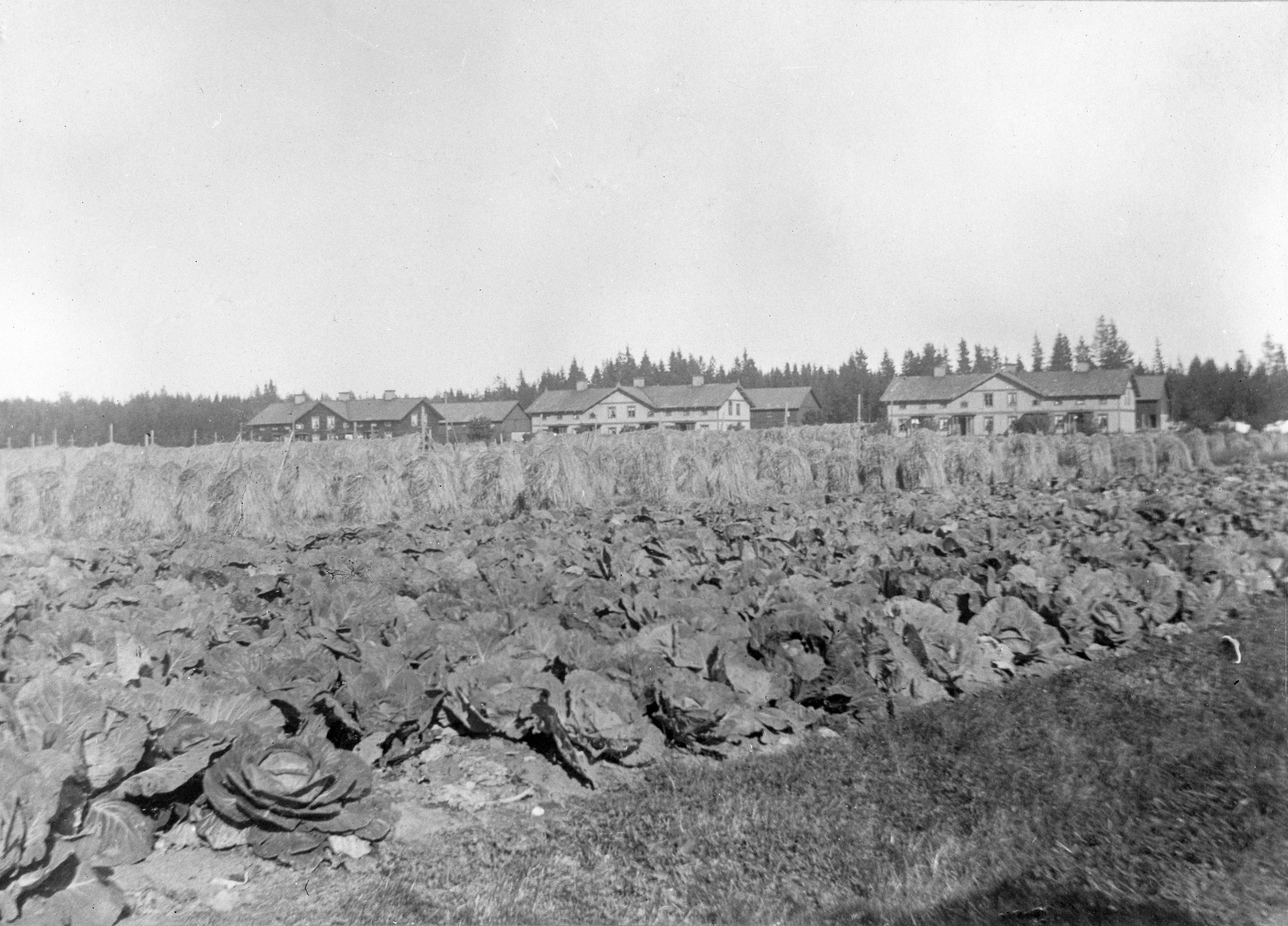 Kålodling och arbetarbostäder i Gysinge